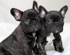Freiatmende gesunde Französische Bulldogge Weibchen